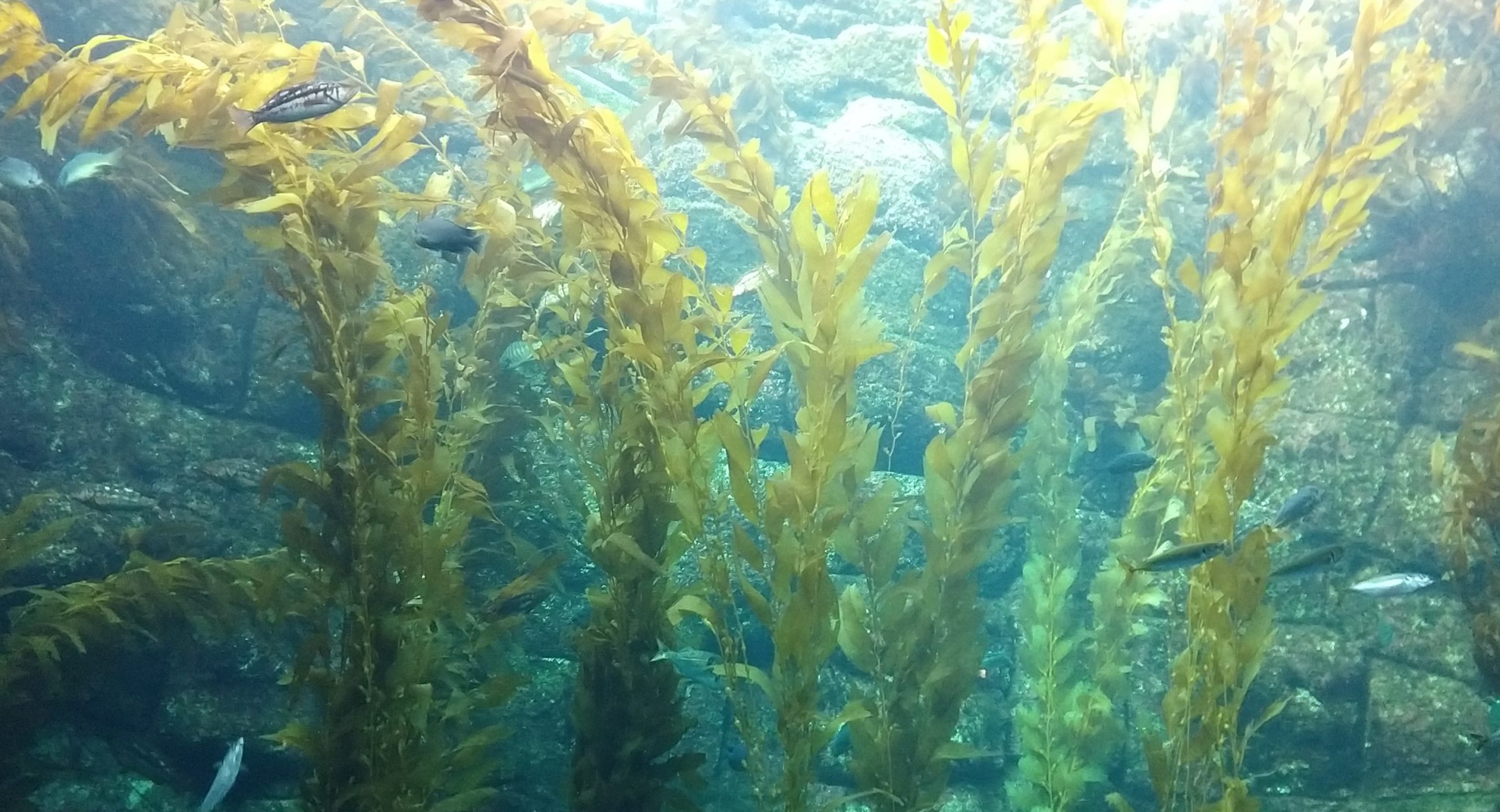 Kelp Forest at Birch Aquarium